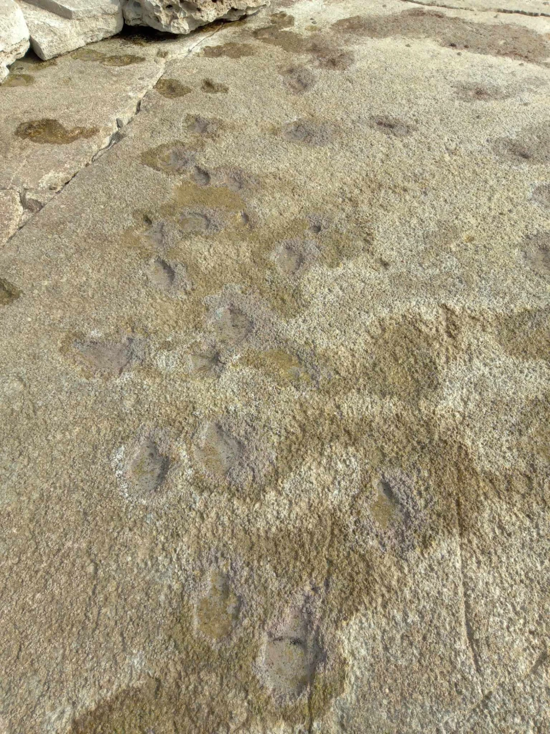Tracks of small theropod dinosaurs on the island of Vrsar.